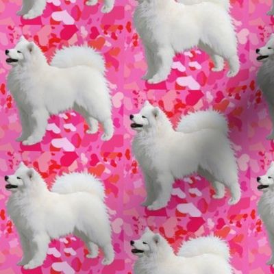 Samoyed & Hearts on Fushia