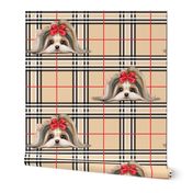 Parti-Biewer-Yorkie Plaid M