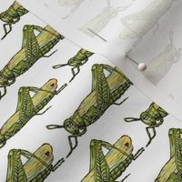 Grasshoppers