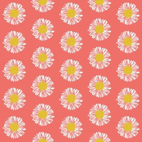 daisy daisies flowers blooms girls coral sweet 