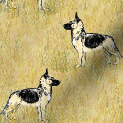 German Shepherd Dogs in Beige Field