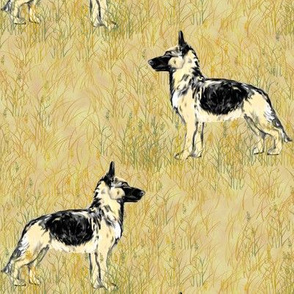 German Shepherd Dogs in Beige Field