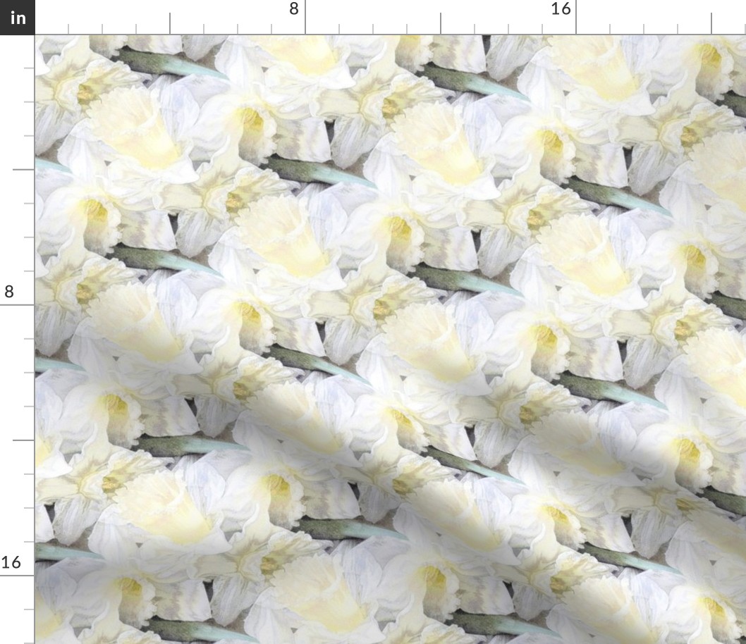 Ivory daffodil