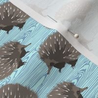 echidnas