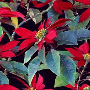 Vivid Red Poinsettia Christmas Flowers - large