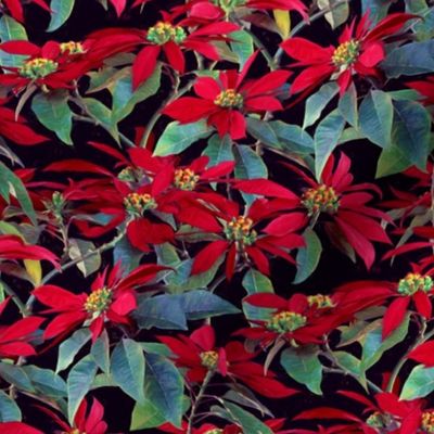 Vivid Red Poinsettia Christmas Flowers - small