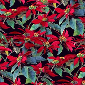 Vivid Red Poinsettia Christmas Flowers - small
