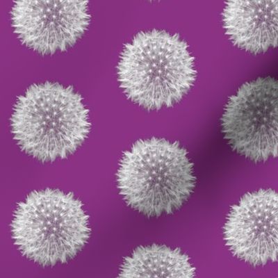 Mini Purple Dandelions