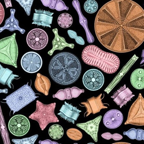 Diatoms on Black