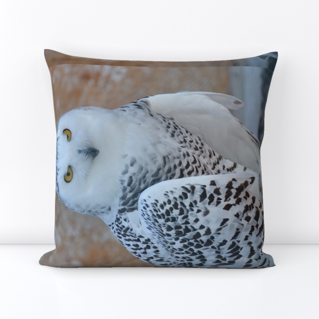 the snowy owl - FQ - potter's world