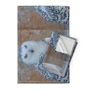 the snowy owl - FQ - potter's world