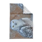 the snowy owl - FQ - potter's world