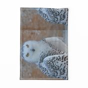 the snowy owl - FQ - potter's world