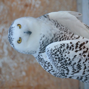 the snowy owl - FQ - potter's world