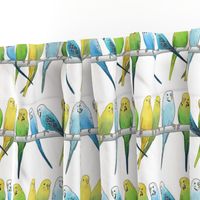 Rows of Colourful Budgies - large scale