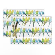 Rows of Colourful Budgies - larger scale