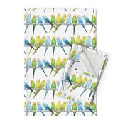 Rows of Colourful Budgies - large scale