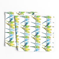 Rows of Colourful Budgies - large scale