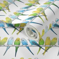 Rows of Colourful Budgies - large scale