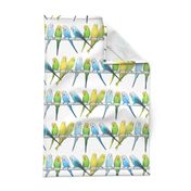 Rows of Colourful Budgies - large scale