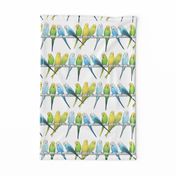 Rows of Colourful Budgies - large scale