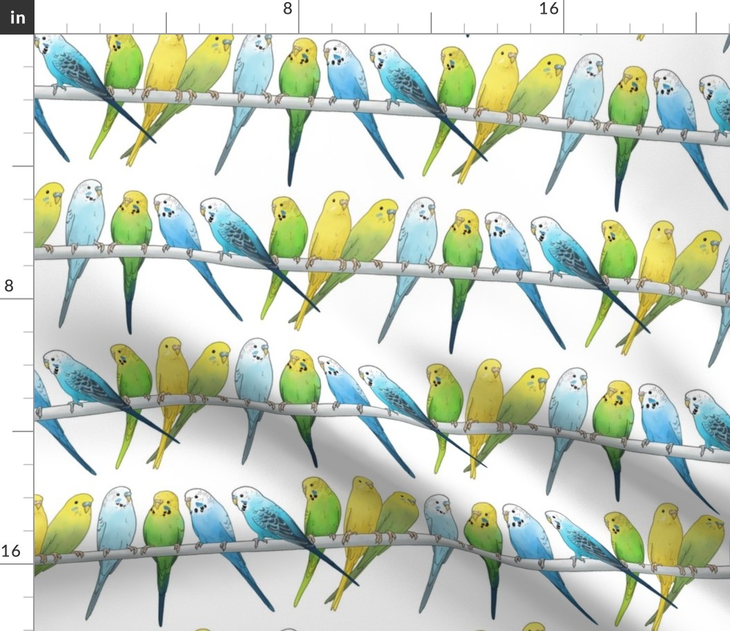 Rows of Colourful Budgies - large scale