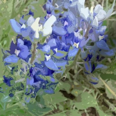 Texas Bluebonnets 