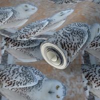 snowy owl - tea towel - potter's world