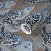 snowy owl - tea towel - potter's world