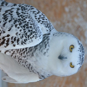 snowy owl - tea towel - potter's world