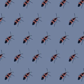 Insect: Milkweed Bug
