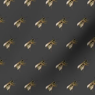 insect: Yellow Jacket