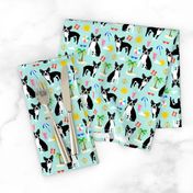 boston terrier, beach fun cute beach summer tropical dog cute dog