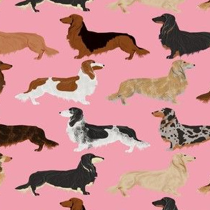 doxie dog dachshunds long haired dachshunds dogs weiner dogs weenie dogs cute pets