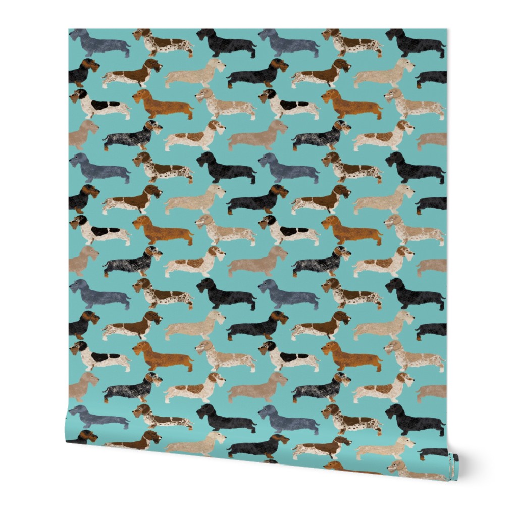 wire haired dachshunds dogs pet dog cute wild boar dachshunds blue dachshunds colors