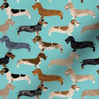 wire haired dachshunds dogs pet dog cute wild boar dachshunds blue dachshunds colors