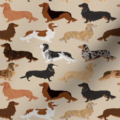 long haired dachshunds dogs pet dog cute pets weenie dogs sausage dog pets dog