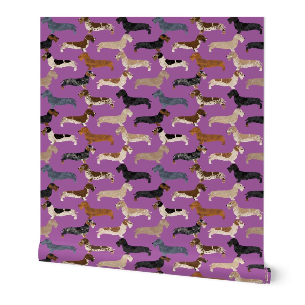 wire haired dachshunds dogs dog pet dog purple cute dogs