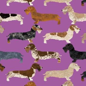 wire haired dachshunds dogs dog pet dog purple cute dogs