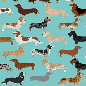 dachshunds long haired smooth doxie wire haired dachshunds cute dogs