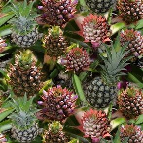 Pineapple Flower to Fruit