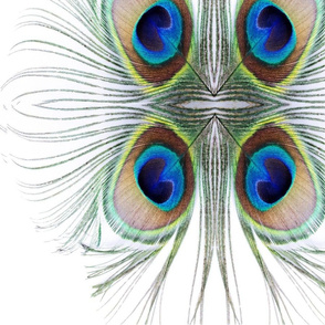 Peacock Feather Wallpaper 1