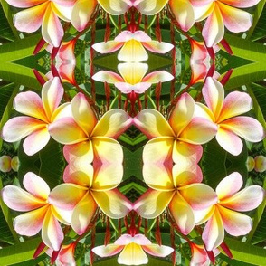 frangipani in the mirror - large