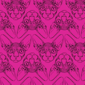 Sphynx lines Magenta