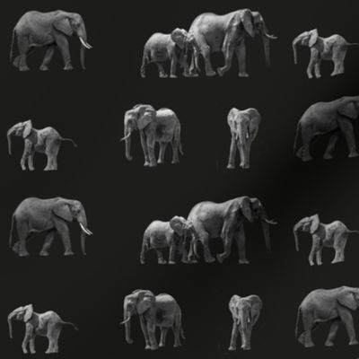 Elephants_black