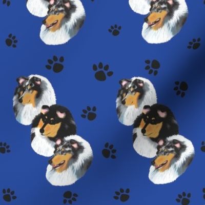 Collies with blue background with paw prints