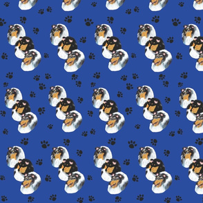 Collies with blue background with paw prints