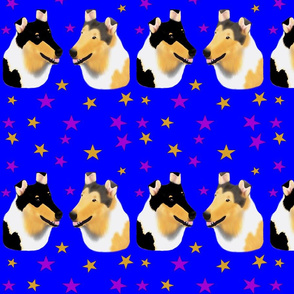 Smooth_Collies with Stars