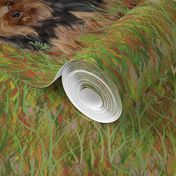 Yorkshire Terrier in Grassy Field