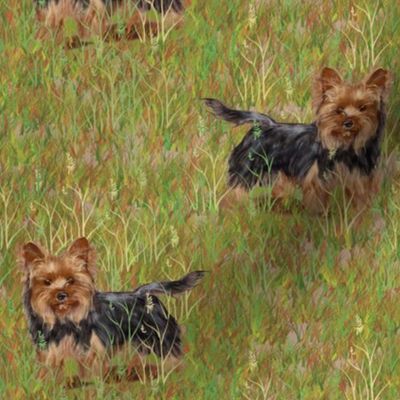 Yorkshire Terrier in Grassy Field